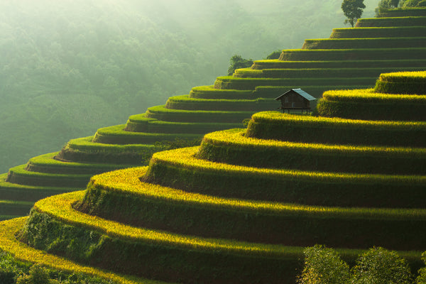 The Rice Fields Hut