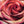 Load image into Gallery viewer, The Red Rose
