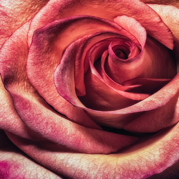 The Red Rose