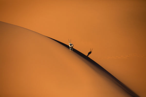 The Desert Goat