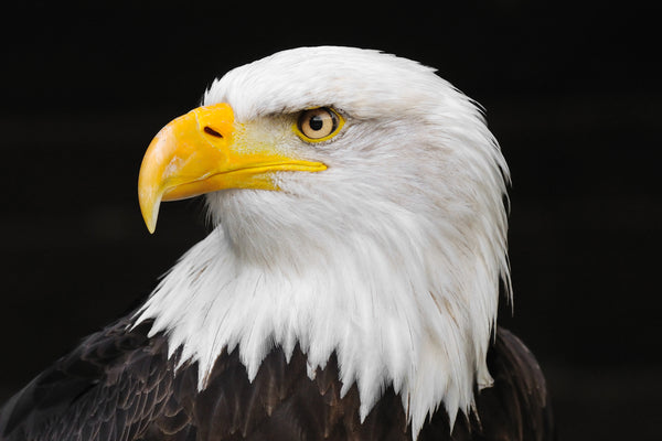 American Eagle