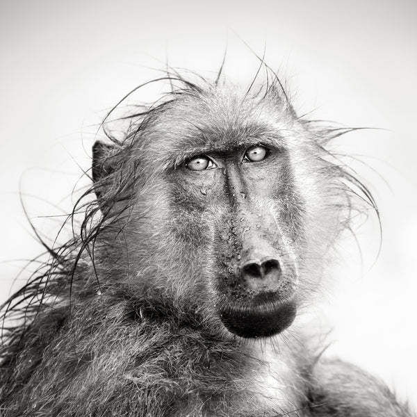 Japanese Monkey