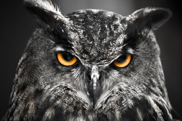 Owl at Night