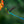 Load image into Gallery viewer, The Hummingbird
