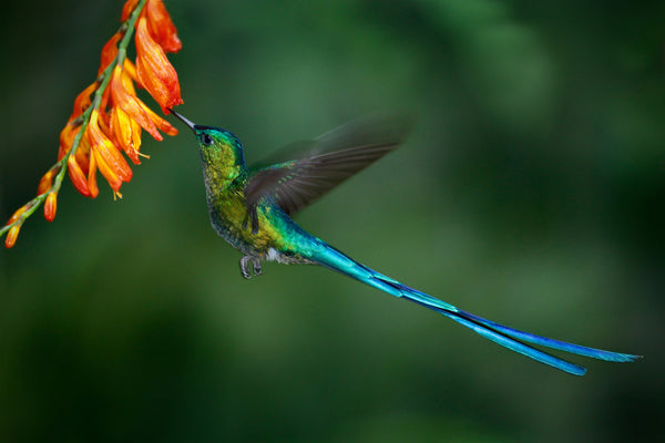 The Hummingbird