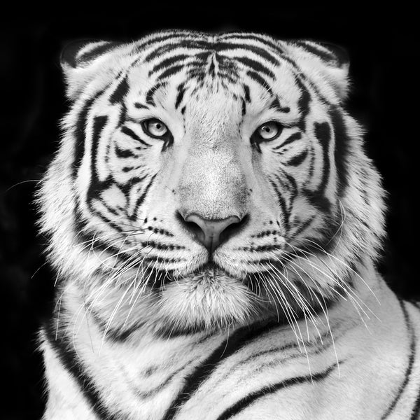 The Snow Tiger