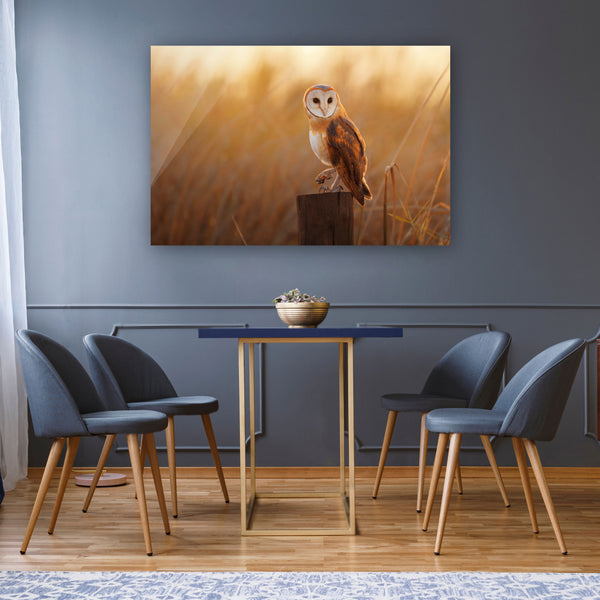 Owl at Sunset