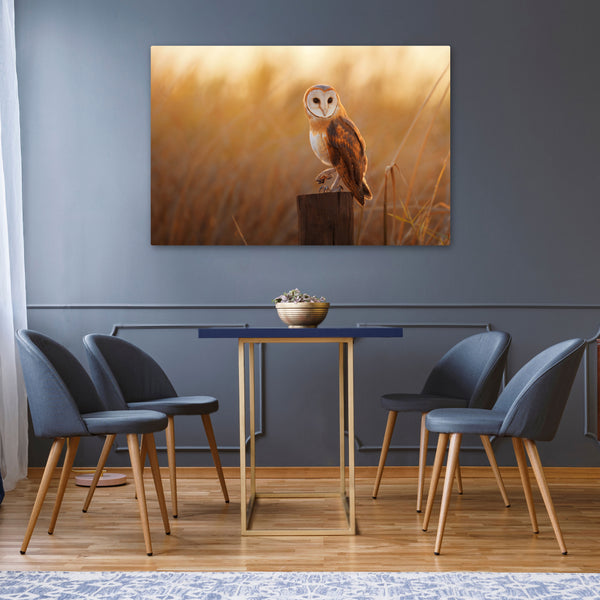 Owl at Sunset