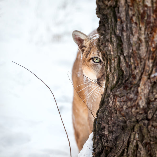 The Snow Cougar
