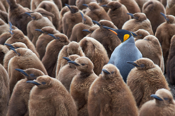 Antarctic Penguins
