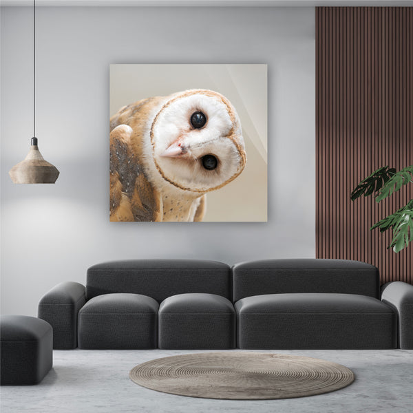 The Curious Owl