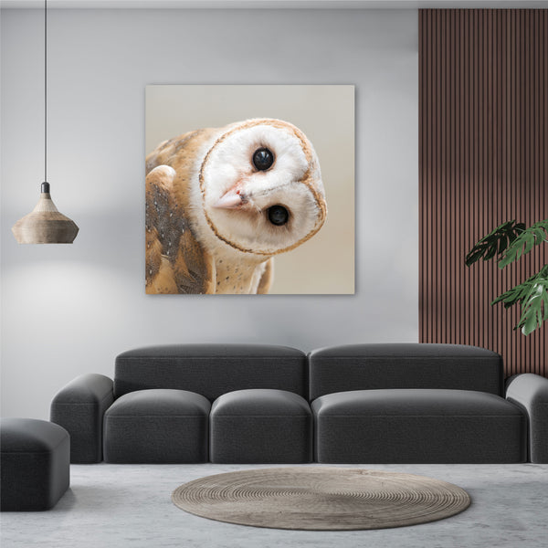 The Curious Owl