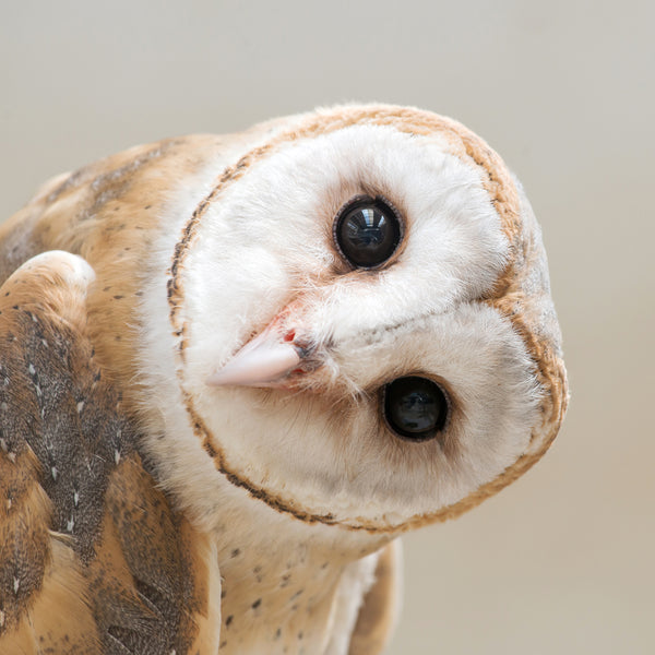 The Curious Owl