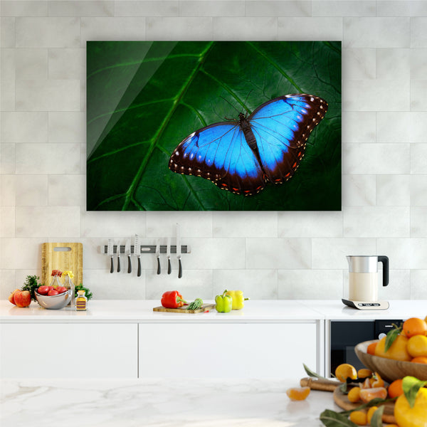 Exotic Butterfly