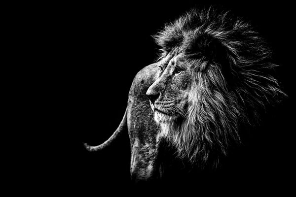 The Dark Lion