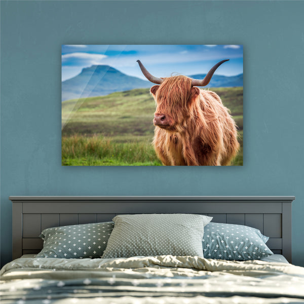 The Highland Cow
