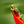 Load image into Gallery viewer, Exotic Frog
