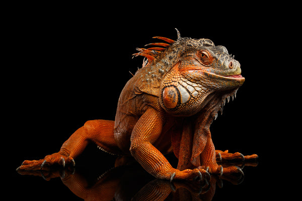 The Lizard Dragon