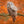 Load image into Gallery viewer, Autumn Owl
