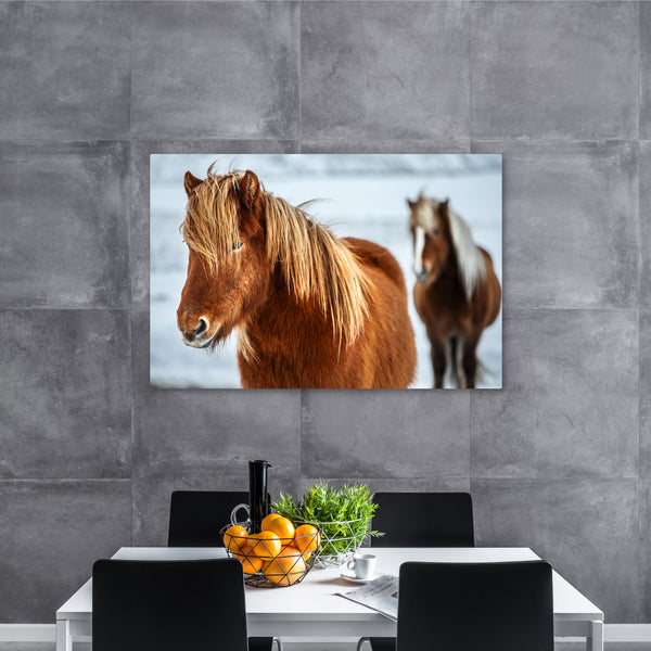 Iceland Horse