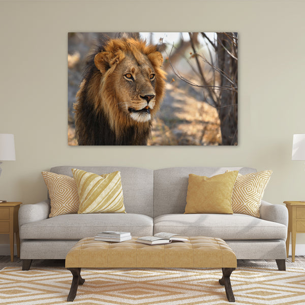African Lion