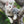 Load image into Gallery viewer, Outdoor Pet Session - Artbox Printers
